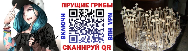 Галлюциногенные грибы Cubensis  Закаменск 